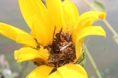 Euodynerus hidalgo