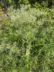 Eupatorium rotundifolium