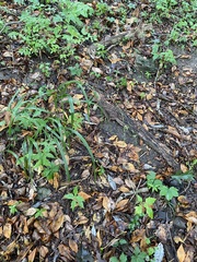 Diarrhena obovata