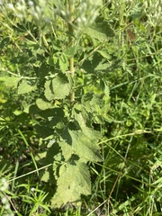 Eupatorium rotundifolium
