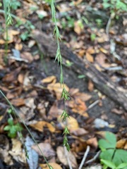Diarrhena obovata