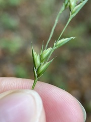 Diarrhena obovata