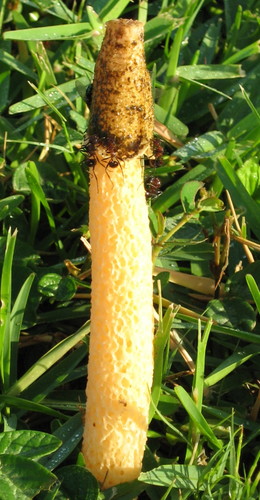 Myrmicaria laevior