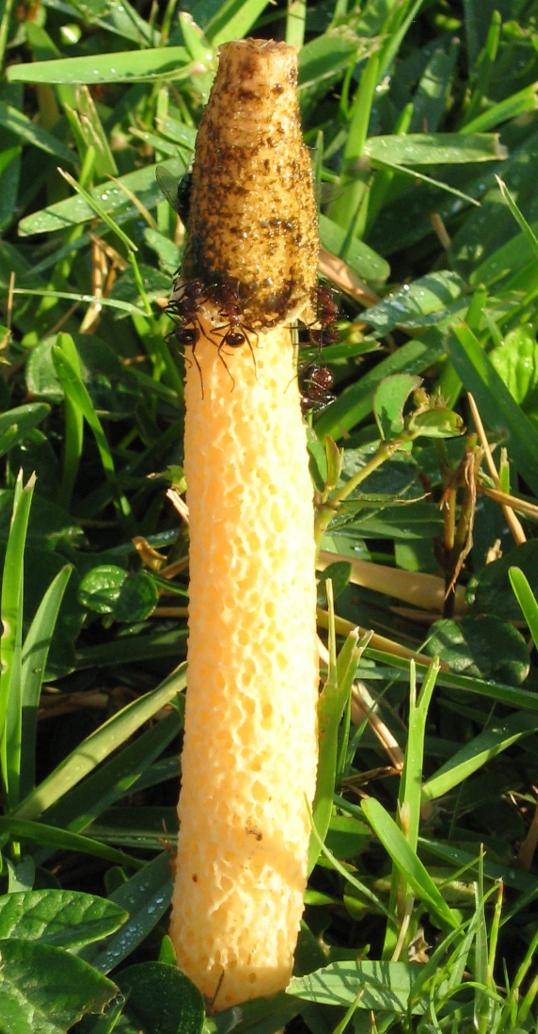 Myrmicaria laevior