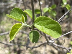 Croton caboensis