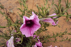 Ipomoea oenotheroides