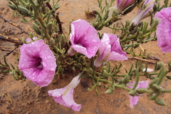 Ipomoea oenotheroides