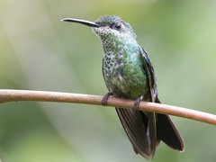 Heliodoxa leadbeateri