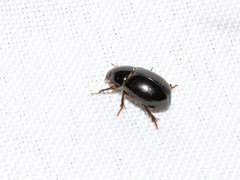 Hybosorus