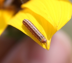 Homoeosoma