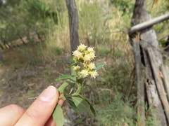 Baccharis heterophylla