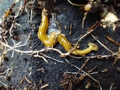 Diversibipalium multilineatum