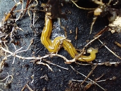 Diversibipalium multilineatum