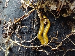 Diversibipalium multilineatum