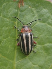 Disonycha latiovittata