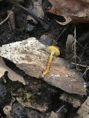 Hygrocybe mucronella