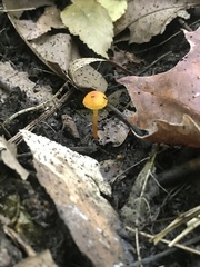 Hygrocybe mucronella