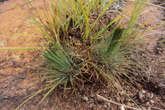 Psammotropha myriantha