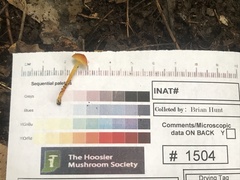 Hygrocybe mucronella