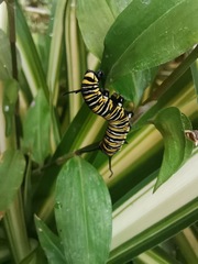 Danaus plexippus