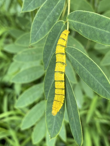 Cloudless sulphur
