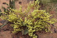 Psammotropha myriantha
