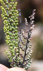 Cheilanthes parviloba