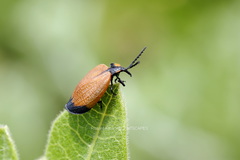 Lycus palliatus
