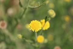 Pulicaria