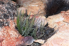 Cheilanthes parviloba