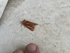 Sabulodes niveostriata