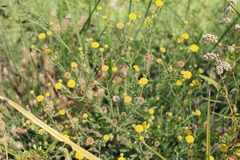Pulicaria