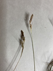 Carex inops inops