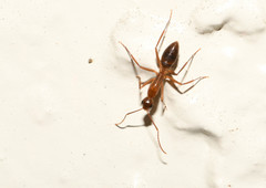 Camponotus inaequalis