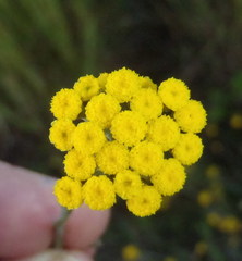Helichrysum anomalum