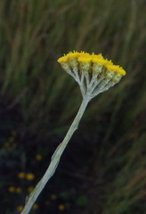 Helichrysum anomalum