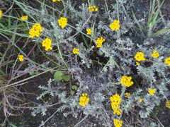 Helichrysum anomalum