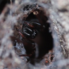 Arachnida