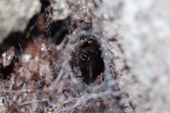 Arachnida
