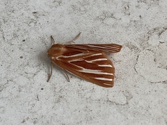 Sabulodes niveostriata