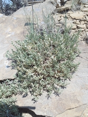 Atriplex corrugata
