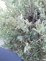 Atriplex corrugata