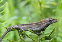 Anolis sminthus