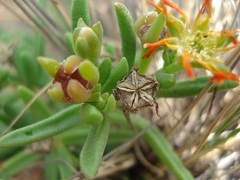 Delosperma leendertziae