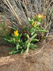Delosperma leendertziae
