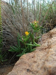 Delosperma leendertziae