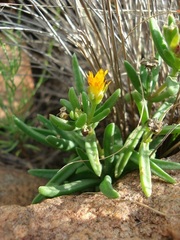 Delosperma leendertziae
