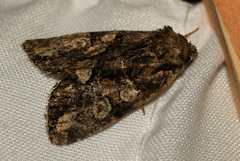 Chytonix