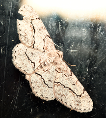 Stenoporpia pulmonaria