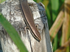 Marisora lineola